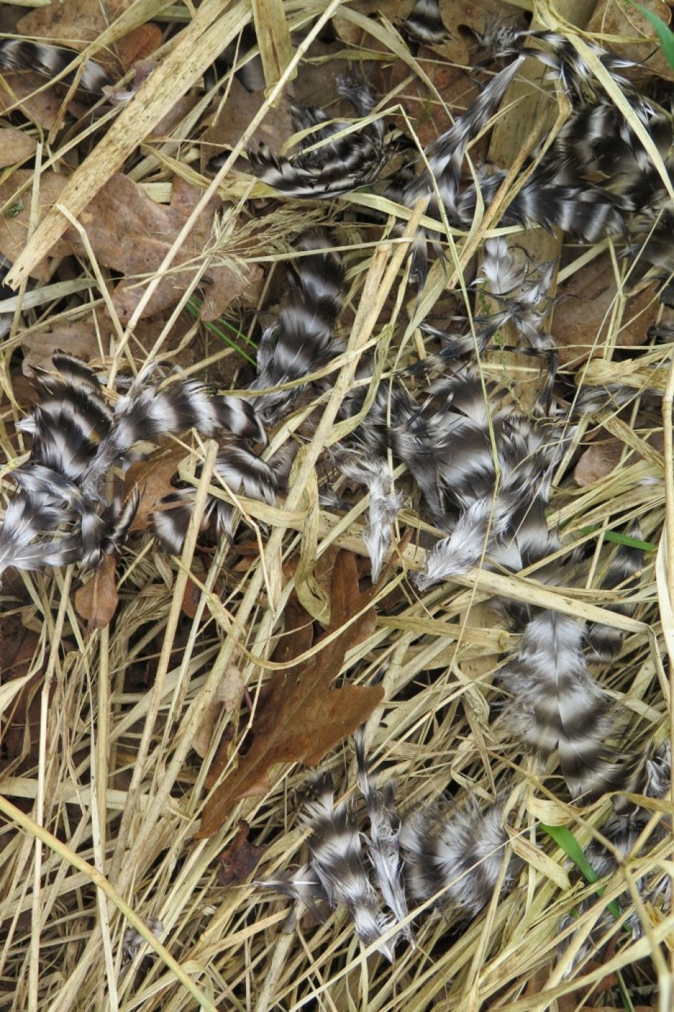onbekende vogel gepredeert